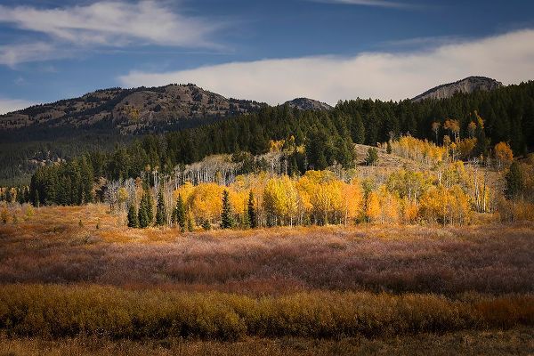 Jones, Adam 아티스트의 Autumn view of willows and aspen groves-Grand Teton National Park-Wyoming작품입니다.